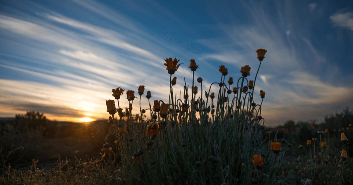 Flower Scenery