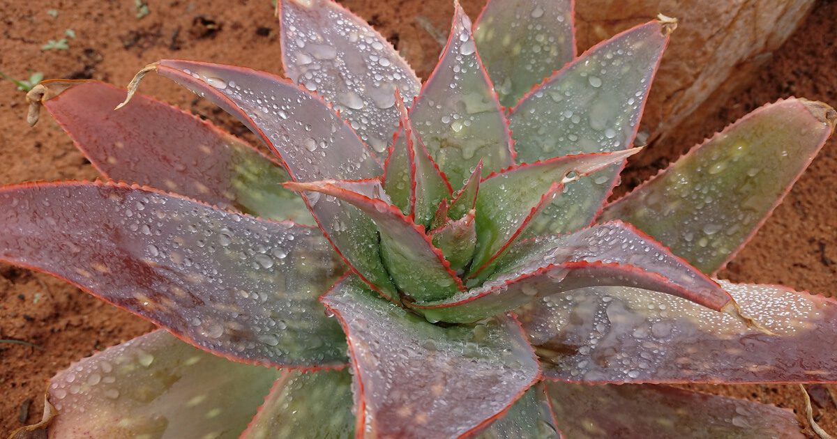 Cederberg Flora