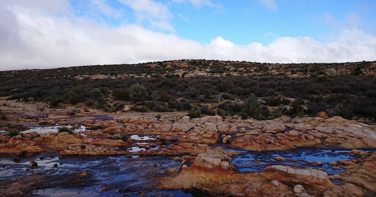 Winter in the Cederberg.|Sunbird in flight|Cederberg Flora